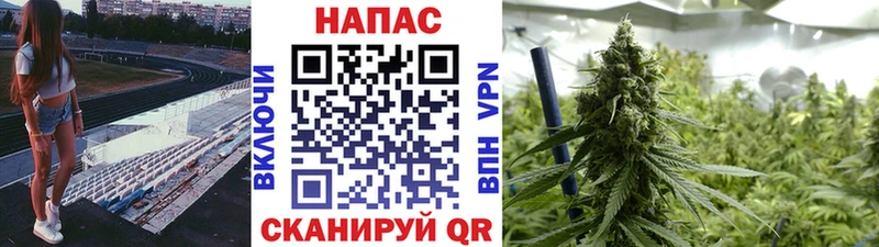 Шишки марихуана сатива hydra маркетплейс Сусуман